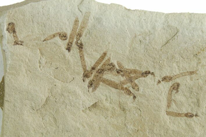 Crane Fly (Tipulidae) Mortality Plate - Green River Formation #356624